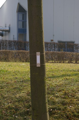 Baum 1  Ansicht 2  Hängung 1  8.3.14 ca. 12.00
