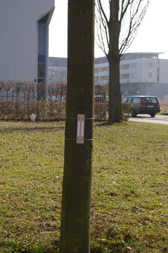 Baum 2  Ansicht 2  Hängung 1  8.3.14 ca. 12.00