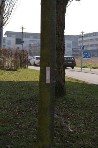 Baum 3  Ansicht 2  Hängung 1  8.3.14 ca. 12.00