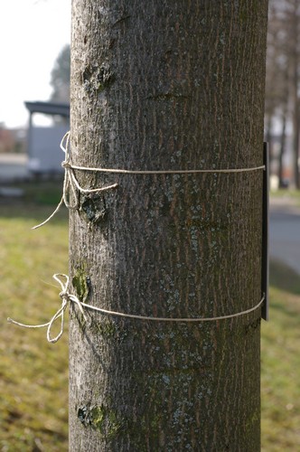 Baum 1  Ansicht 4  Hängung 1  8.3.14 ca. 12.00