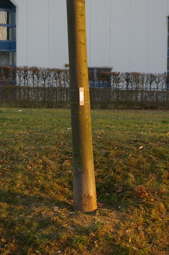 Baum 1  Ansicht 1  Hängung 2  8.3.14 ca. 17.30