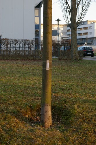Baum 2  Ansicht 1  Hängung 2  8.3.14 ca. 17.30