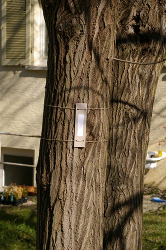 Baum 4  Ansicht 2