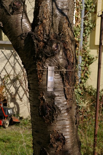 Baum 5  Ansicht 2