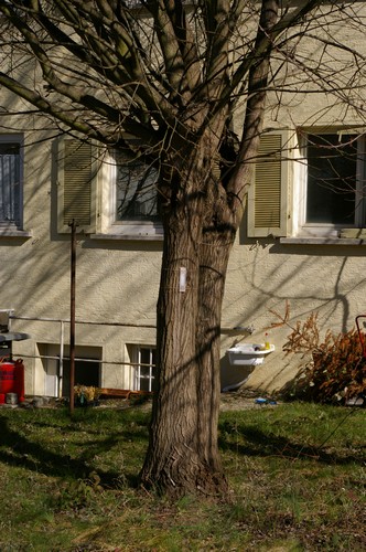 Baum 4  Ansicht 3