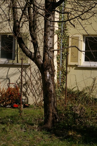 Baum 5  Ansicht 3