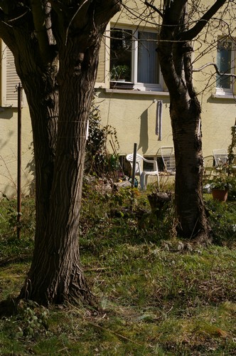 Baum 4 - 5  Ansicht 4