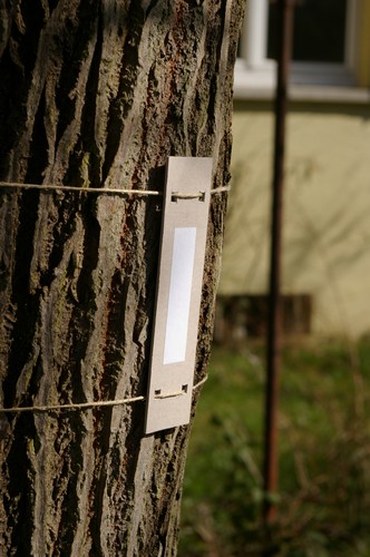 Baum 4  Ansicht 4