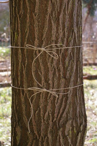 Baum 4  Ansicht 6