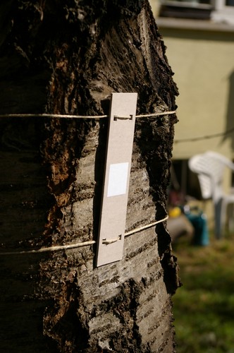Baum 5  Ansicht 4