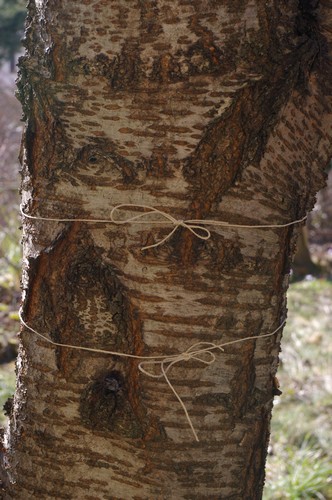 Baum 5  Ansicht 6