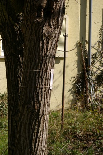 Baum 4  Ansicht 7