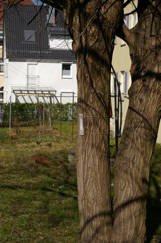 Baum 4  Ansicht 8