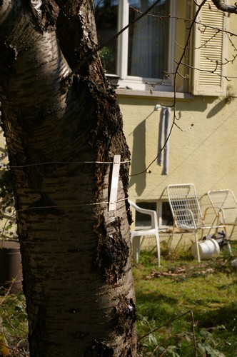 Baum 5  Ansicht 7