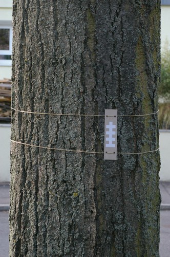 Baum 6  Ansicht 2