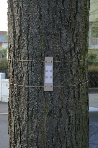 Baum 9  Ansicht 2