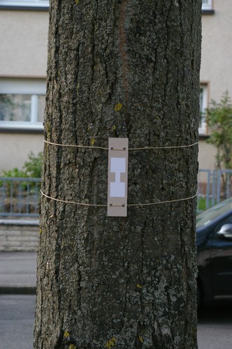 Baum 14  Ansicht 2