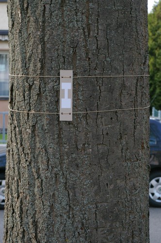 Baum 15  Ansicht 2