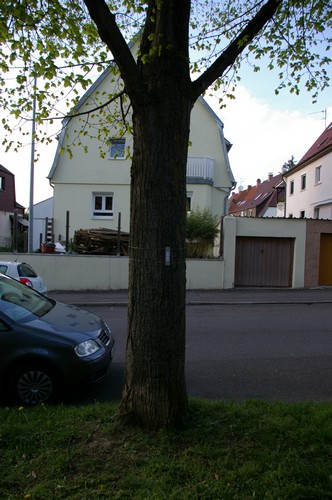 Baum 6  Ansicht 3