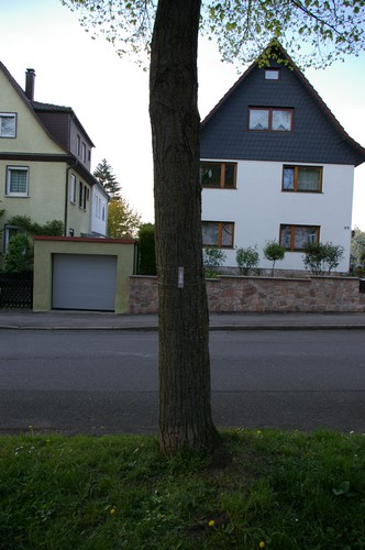 Baum 11  Ansicht 3
