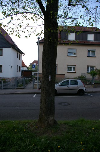 Baum 13  Ansicht 3