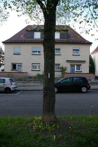 Baum 14  Ansicht 3