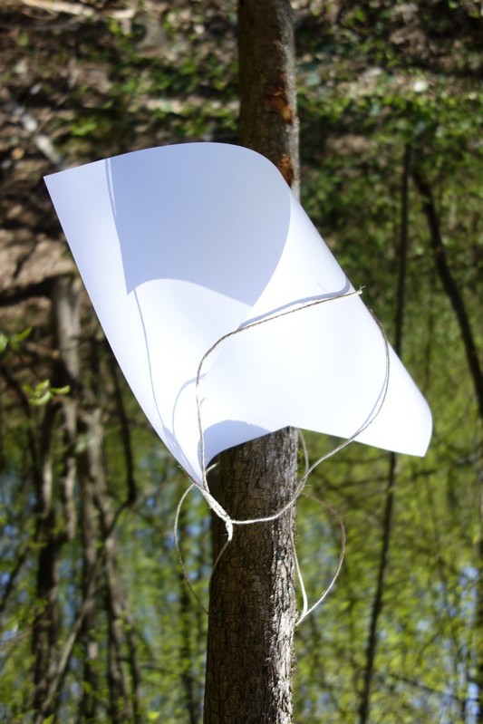Blatt 30